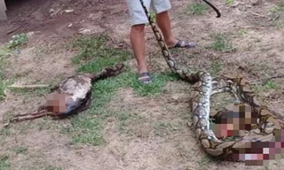 Tá hỏa trăn 22 kg nuốt nguyên con dê 25 kg ở Quảng Nam