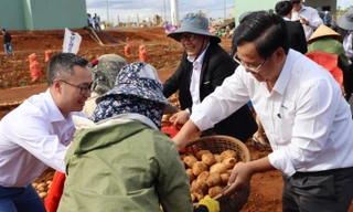 Hội thảo tổng kết nhóm công tác rau quả và ngày hội thu hoạch khoai tây ở Gia Lai