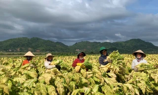 Nghĩ đến sinh kế của nông dân trồng thuốc lá khi hoàn thiện chính sách tăng thuế 