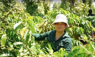 Nữ nông dân Tây Nguyên tự tin kiến tạo tương lai nhờ canh tác cà phê theo mô hình bền vững