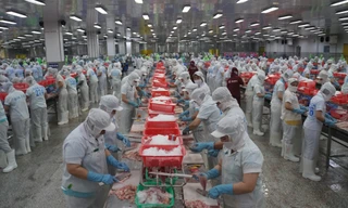 Ngày hội cá tra Đồng Tháp sẽ diễn ra vào giữa tháng 11/2024