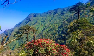 Lên đỉnh Fansipan mùa tháng 4 để ngắm ngàn hoa khoe sắc 