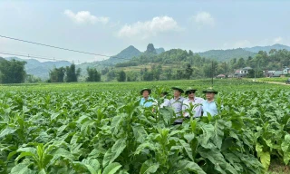 Vùng nguyên liệu thuốc lá chịu nhiều thiệt hại do mưa bão, thiên tai