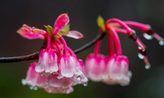 Ngẩn ngơ chiêm ngưỡng loài hoa đào chuông quý hiếm trên đỉnh Bà Nà