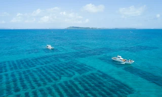 Khám phá những điều kỳ diệu chỉ có ở Fucoidan UMI NO SHIZUKU