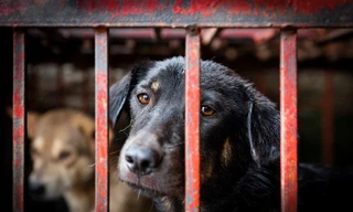 Sau Hội An sẽ là điểm đến nào nói ‘không’ với thịt chó, mèo