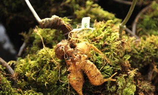 Ninh Bình có Showroom Sâm Ngọc Linh Kon Tum K5