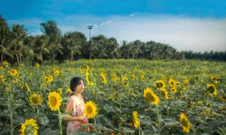 Rủ nhau check in đồi hoa mặt trời tại Ecopark