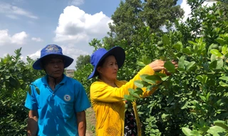 “Quả ngọt” từ Quỹ hỗ trợ cộng đồng David Dương