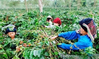 Thoát nghèo, khá giả từ nguồn vốn vay ưu đãi ở Mường Ảng