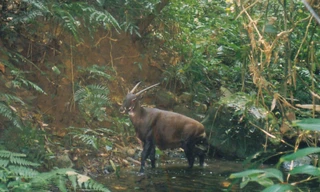 Chuyện về loài “kỳ lân” cận kề tuyệt chủng 