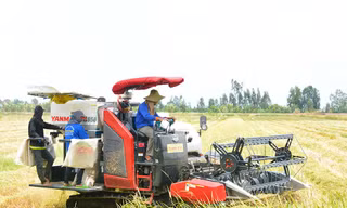 Đi tìm giải pháp gặt lúa mới trong đợt dịch Covid-19