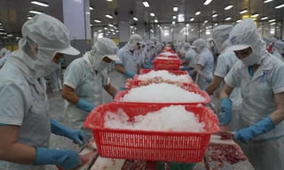 Cá tra Đồng Tháp: 'Hành trình xanh – Giá trị xanh'