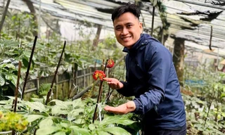 Kỹ sư bỏ công trường về vùng núi giúp bà con phát triển nguồn dược liệu 