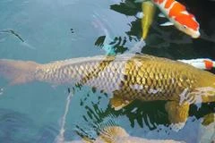 Cá Koi khổng lồ dài gần 1,2 mét ở TP.HCM