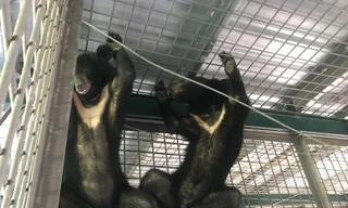 Vinpearl Safari hồi sinh thần kỳ cho gấu ngựa