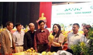 Các chuyên gia, nhà khoa học hướng dẫn nông dân nhận biết các sản phẩm cây có múi bị nhiễm bệnh.