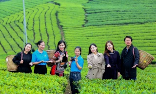 Thái Nguyên tăng cường quảng bá chè trên TikTok