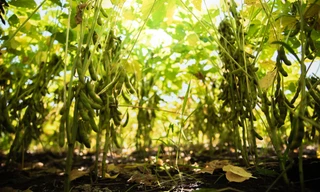 Luân canh đậu nành – Giải pháp '3 trong 1' cho sản xuất nông nghiệp bền vững