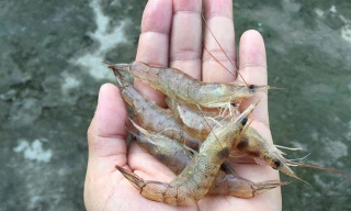 Giải pháp giảm kháng sinh, giúp tôm xuất khẩu thuận lợi 
