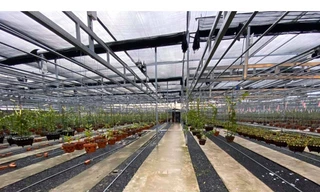 Giải mã hiện tượng hoa lan đột biến có giá trị hàng chục tỉ đồng