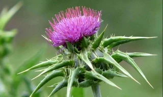 Cây kế sữa - huyền thoại trị bệnh gan có trong viên uống Power Care Khan Gold