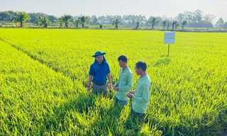 Chia sẻ từ chuyên gia: Incipio® 200SC - Giải pháp công phá tính kháng sâu cuốn lá lúa