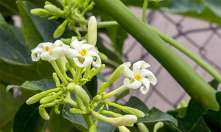 Hoa đu đủ đực là dược liệu quý, tốt cho phổi, giúp trị ho hiệu quả. Ảnh: Flower Drops