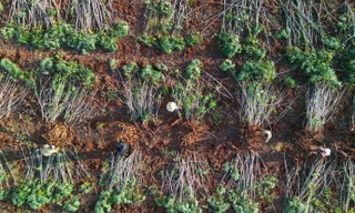 Thay giống mới, đổi cách làm - nông dân trồng khoai mì tăng gấp đôi năng suất