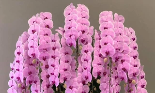 Lan Hồ Điệp Đà Lạt lo không đủ cung ứng thị trường trước ngày 20/10