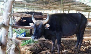 Đàn bò tót ốm trơ xương đã hồi phục