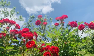 'Thung lũng hoa hồng lớn nhất Việt Nam' ở Sa Pa