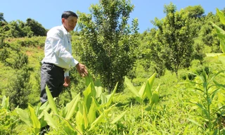 Đồi mắc ca trù phú mở hướng làm giàu ở miền tây Quảng Ngãi