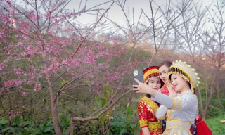 Muôn hoa khoe sắc, tưng bừng lễ hội xuân trên đỉnh Fansipan