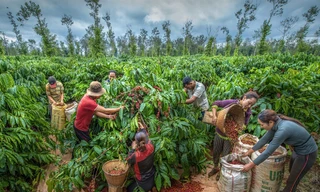 Thủ phủ cà phê Buôn Ma Thuột được Warner Bros. Discovery ca ngợi trên sóng toàn cầu