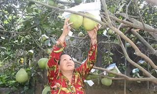 Bưởi Tân Triều được EU bảo hộ chỉ dẫn địa lý mà không phải qua thủ tục đăng ký