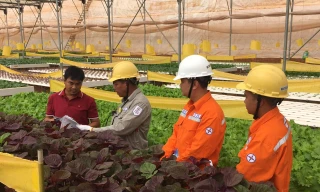 Tiết kiệm điện trong sản xuất nông nghiệp tại Lâm Đồng