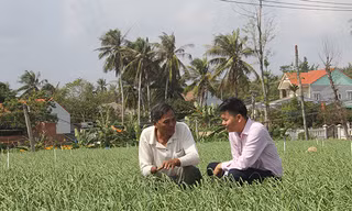 Ông Dương Văn Nhiều ở xã An Hả, huyện Lý Sơn (Quảng Ngãi) chia sẻ về mô hình trồng tỏi với cán bộ ngân hàng; Ảnh : Đông Dư 