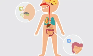 Tăng cường đề kháng đa kênh bằng bào tử lợi khuẩn Bacillus