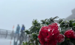Đỗ quyên nở đỏ rực rỡ trong băng trên đỉnh Fansipan 