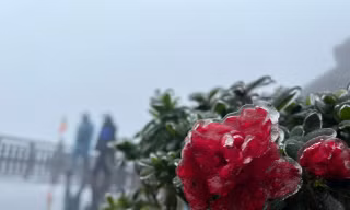 Đỗ quyên nở đỏ rực rỡ trong băng trên đỉnh Fansipan 