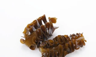 Những điều kỳ diệu chưa biết về tảo nâu Mekabu