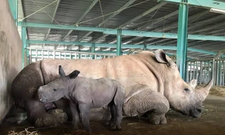 Vinpearl Safari chào đón tê giác thứ 3 chào đời