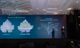 Giải pháp mới giúp kiểm soát hiệu quả bệnh hại do lớp nấm Oomycetes gây ra