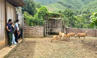 Nuôi hươu sao lấy nhung, nhiều hộ dân ở Lào Cai thoát nghèo