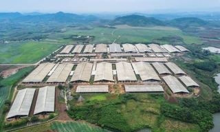 TH true MILK tiên phong chuyển đổi xanh, hướng tới mục tiêu Net Zero