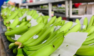 Thương hiệu chuối KDA của Việt Nam ngày càng khẳng định vị thế trên thị trường quốc tế