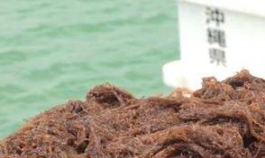 Khả năng kháng viêm của tảo Mozuku Nhật Bản