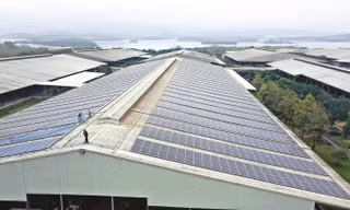 Từ nông nghiệp công nghệ cao đến trung hòa carbon: TH true MILK chia sẻ mô hình chuyển đổi xanh tại P4G