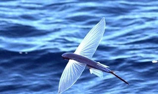 Kì lạ loài cá bay